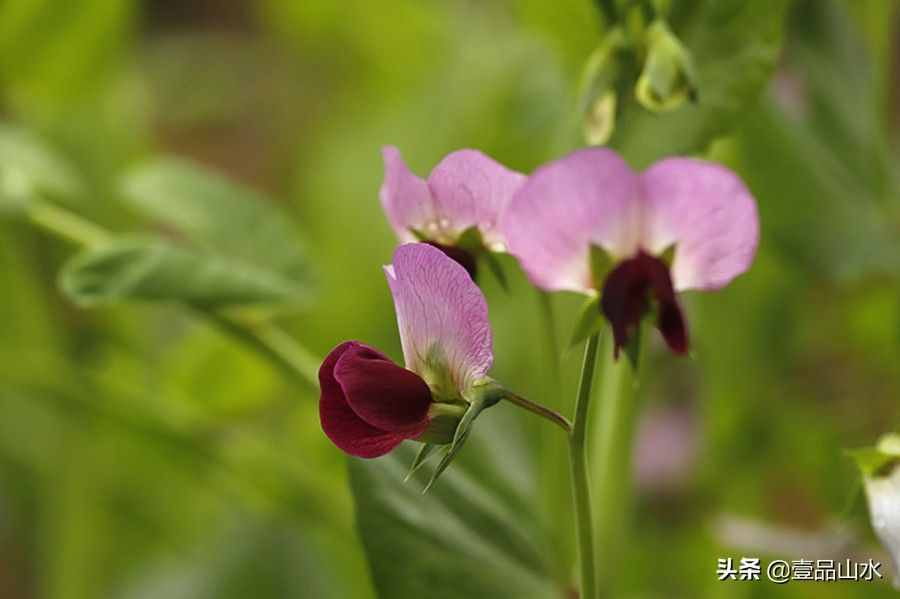 致女神们——愿你芳华自在，笑靥如花