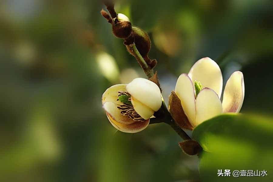 致女神们——愿你芳华自在，笑靥如花