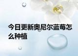 今日更新奥尼尔蓝莓怎么种植