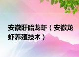 安徽盱眙龙虾（安徽龙虾养殖技术）