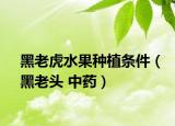 黑老虎水果种植条件（黑老头 中药）