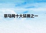草马网十大猛兽之一