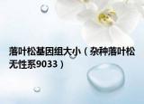 落叶松基因组大小（杂种落叶松无性系9033）