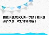 猫夏天洗澡多久洗一次好（夏天洗澡多久洗一次好详细介绍）