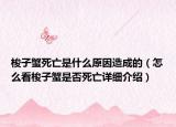 梭子蟹死亡是什么原因造成的（怎么看梭子蟹是否死亡详细介绍）
