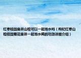 红枣桂圆桑葚山楂可以一起泡水吗（枸杞红枣山楂桂圆菊花桑葚一起泡水喝的功效详细介绍）