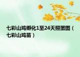 七彩山鸡孵化1至24天照蛋图（七彩山鸡苗）