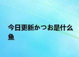 今日更新かつお是什么鱼