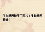 生物基因链手工图片（生物基因除皱）