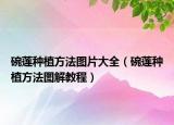 碗莲种植方法图片大全（碗莲种植方法图解教程）
