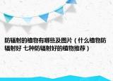 防辐射的植物有哪些及图片（什么植物防辐射好 七种防辐射好的植物推荐）