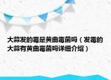 大蒜发的霉是黄曲霉菌吗（发霉的大蒜有黄曲霉菌吗详细介绍）