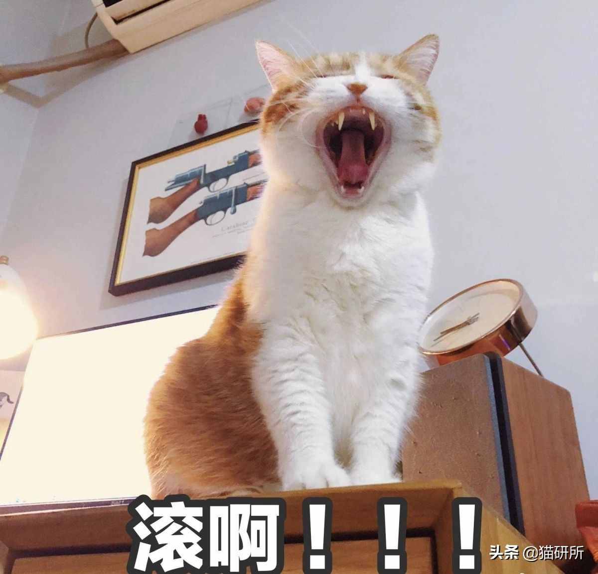 闻了你的脚丫子，猫咪为啥会张嘴？原因竟是...