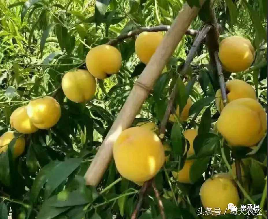 桃树品种-黄金蜜系列