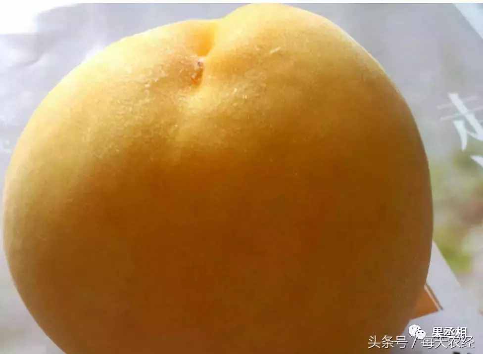 桃树品种-黄金蜜系列