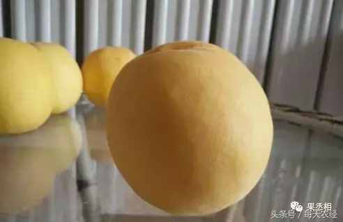 桃树品种-黄金蜜系列