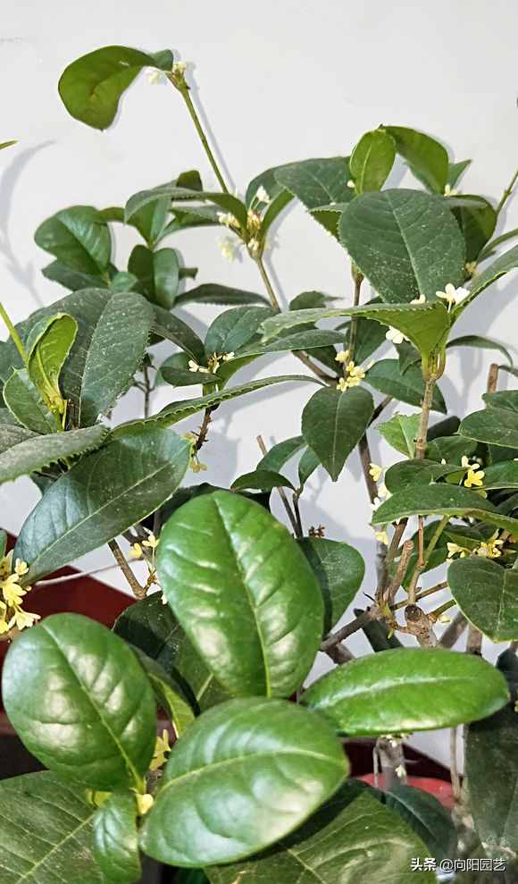 教你养“四季桂”，桂花中的精品，“全年”花期，开花香喷喷