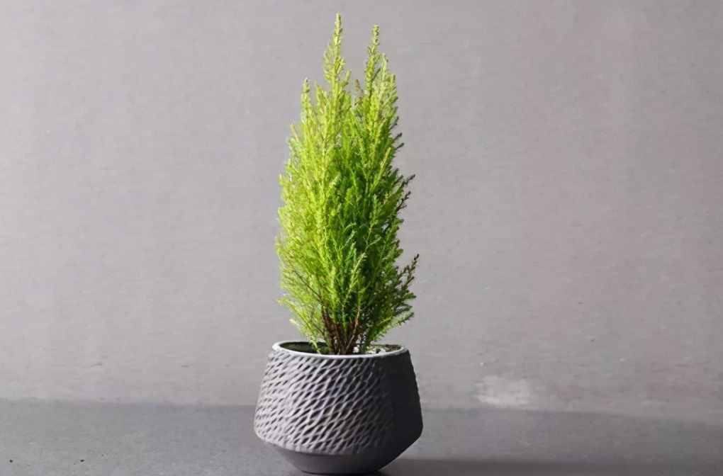 植物是很“奇特的”，有9种植物各有特色，“味道”也是千奇百怪