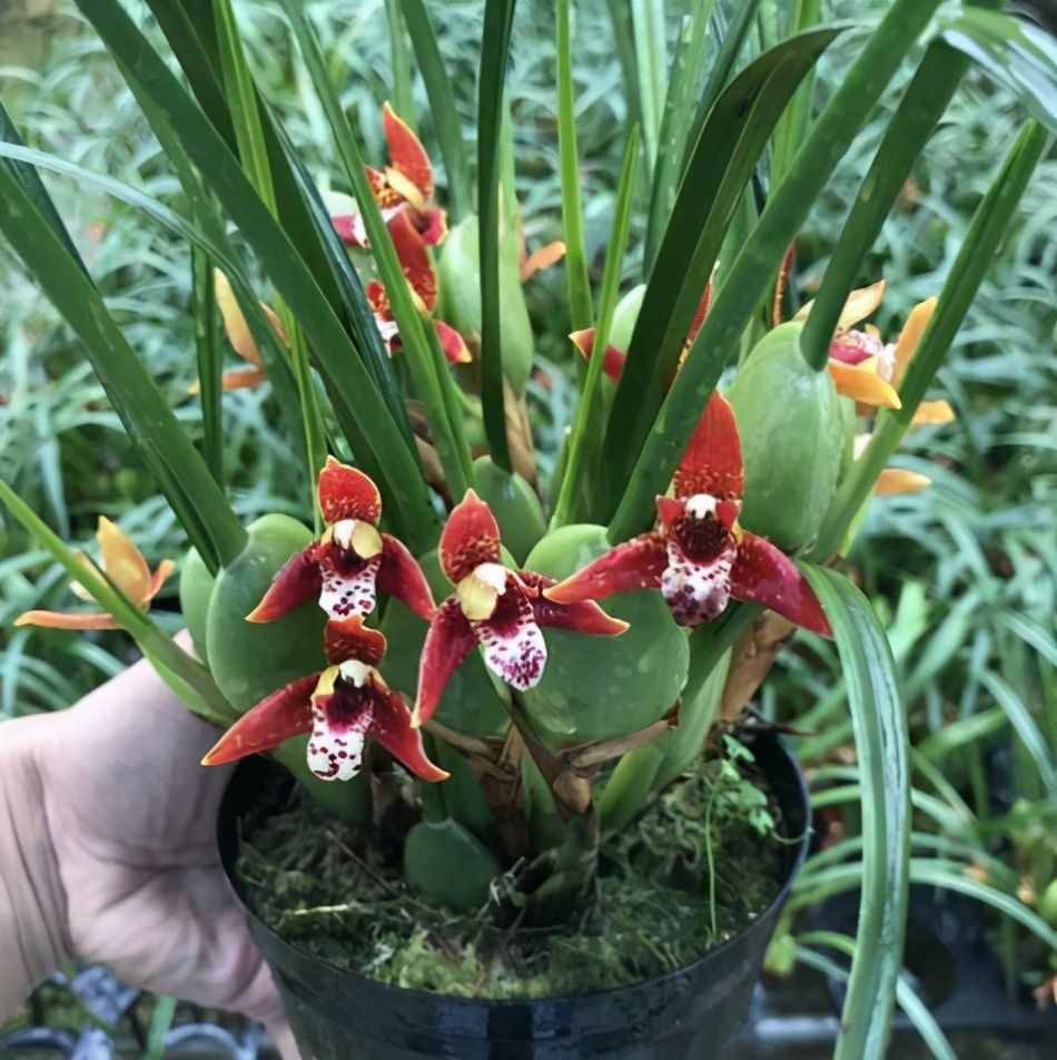 植物是很“奇特的”，有9种植物各有特色，“味道”也是千奇百怪