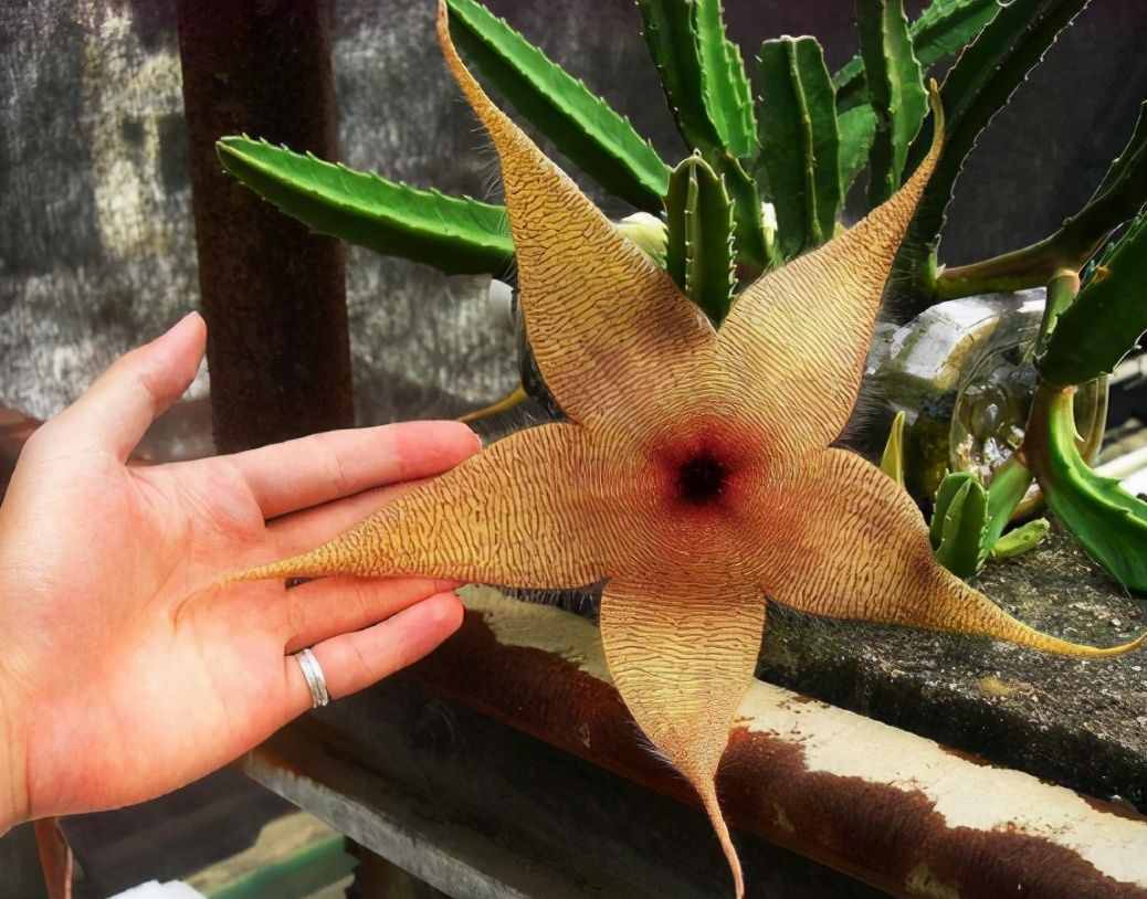 植物是很“奇特的”，有9种植物各有特色，“味道”也是千奇百怪