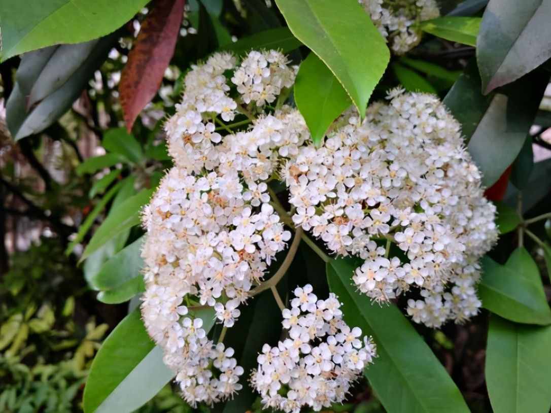 植物是很“奇特的”，有9种植物各有特色，“味道”也是千奇百怪