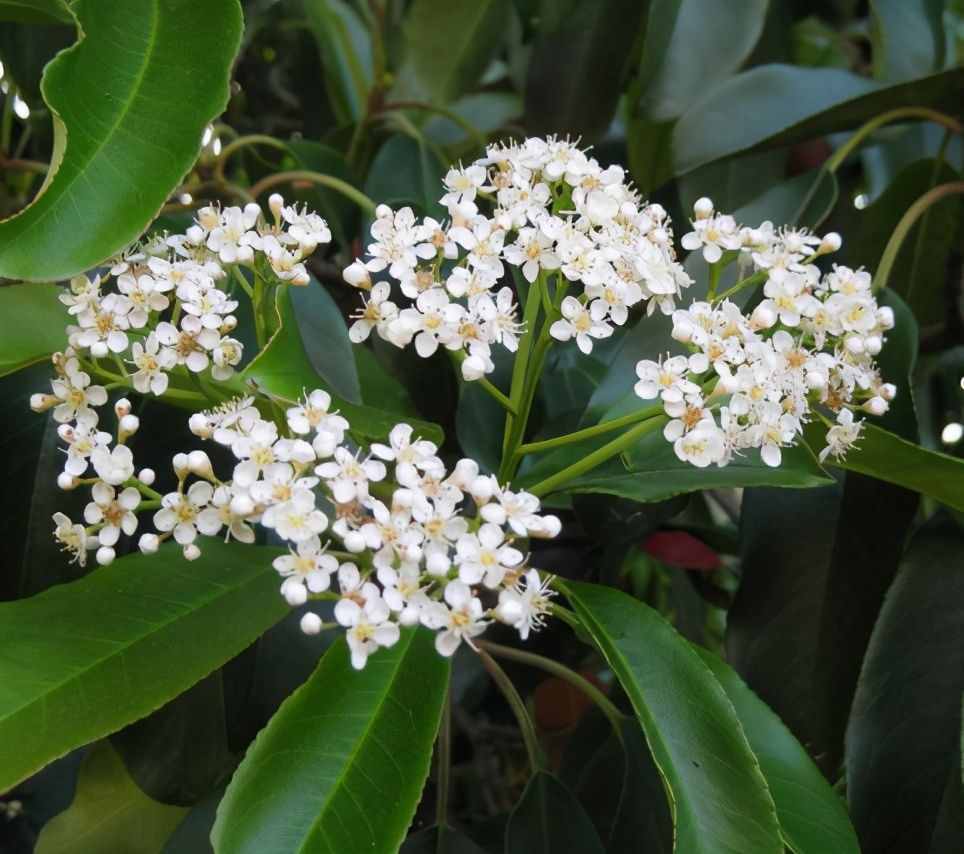 植物是很“奇特的”，有9种植物各有特色，“味道”也是千奇百怪