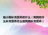 给小狗补充营养吃什么（狗狗吃什么补充营养怎么给狗狗补充营养）
