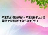 苹果怎么将相册分类（苹果相册怎么分类管理 苹果相册分类怎么分类介绍）