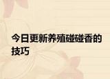 今日更新养殖碰碰香的技巧