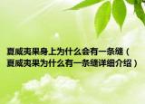 夏威夷果身上为什么会有一条缝（夏威夷果为什么有一条缝详细介绍）