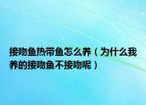 接吻鱼热带鱼怎么养（为什么我养的接吻鱼不接吻呢）