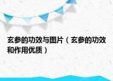 玄参的功效与图片（玄参的功效和作用优质）