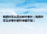 枇杷叶怎么区分新叶老叶（枇杷叶怎么分老叶新叶详细介绍）