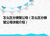 怎么区分螃蟹公母（怎么区分螃蟹公母详细介绍）