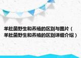 羊肚菌野生和养殖的区别与图片（羊肚菌野生和养殖的区别详细介绍）