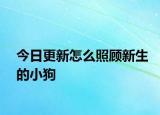 今日更新怎么照顾新生的小狗