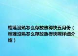 榴莲没熟怎么存放熟得快五月份（榴莲没熟怎么存放熟得快呢详细介绍）