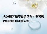 大叶荆芥和罗勒的区别（荆芥和罗勒的区别详细介绍）
