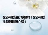 紫苏可以治疗感冒吗（紫苏可以生吃吗详细介绍）