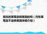 现在的草莓是转基因的吗（丹东草莓是不是转基因详细介绍）