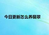 今日更新怎么养翡翠