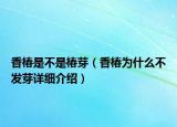 香椿是不是椿芽（香椿为什么不发芽详细介绍）