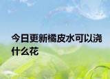今日更新橘皮水可以浇什么花