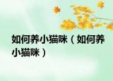如何养小猫咪（如何养小猫咪）