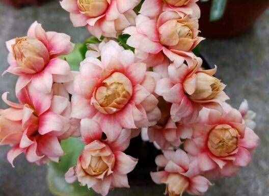 长寿花
