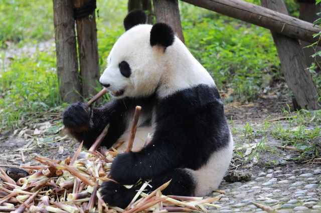 成都十大必玩景点