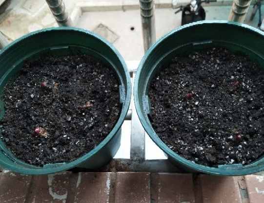 百合花的最佳种植时间到了，挑个好球埋土里，2个月就开花