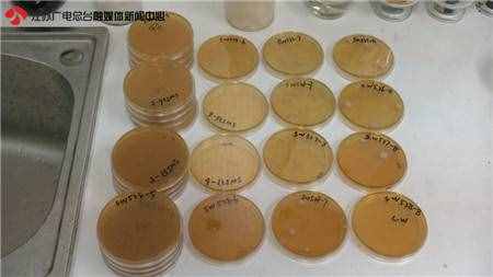 新闻实验室：乳酸菌饮料真的有那么多活菌吗？