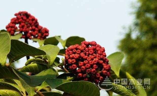 吴茱萸的功效与作用