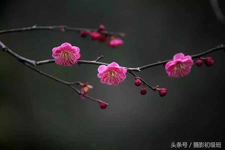 摄影基础知识：景深和它的决定因素